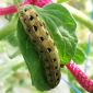 Cutworm_Benevia_Prevathon 5SC_Insecticide_Insect Control
