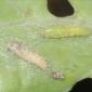 Diamondback Moth_Cabbage_Benevia_Prevathon 5SC_Steward 30WDG_Ammate 15EC_Insecticide_Insect Control