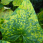Downy Mildew_Disease Control_Gezeko 75WG_Fungicide
