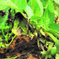 Early Blight_Gezeko 75WG_Fungicide_Disease Control