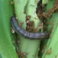 Fall Armyworm_Harabas_Benevia_Prevathon 5SC_Steward 30WDG_Ammate 10EC_Marshal 200SC_Insecticide_Insect Control