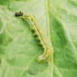 Fruitworm_Benevia_Prevathon 5SC_Marshal 200SC_Insect Control_Insecticide