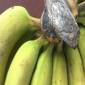 Fungal Crown Mold & Rot_Omega 45EW_Rovral Aquaflo 50SC_Rovral 50WP_Fungicide