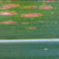Helminthosporium Leaf Spot_Disease_Disease Control_Gezeko 75WG_Nativo