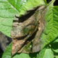 Late Blight_Tizca_Gezeko 75WG_Disease Control_Fungicide