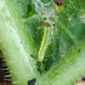 Leaffolder_Diaphania_Prevathon 5SC_Steward 30WDG_Ammate 10EC_Insect Control_Insecticide