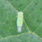 Leafhopper_Benevia_Insecticide_Insect Control