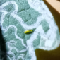 Leafminer_Benevia_Insect Control_Insecticide