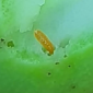 Mango Cecid Fly_Mango_Mangga_Cyazypyr_Benevia_Insect Control