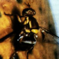 Mango Fruit Fly_Mango_Mangga_Marshal 200SC_Insect Control