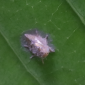 Mango Leafhopper_Mango_Benevia_Talstar 8SC_Marshal 200SC_Cyazypyr_Insecticide_Insect Control