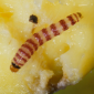 Mango_Mangga_Mango Seed Borer_Marshal 200SC_Insecticide_Insect Control