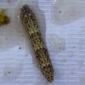 Mango Tip Borer_Mango_Mangga_Insect Control_Insecticide_Benevia_Marshal 200SC_Talstar 8SC