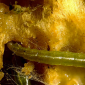Melon Worm_Verimark 20SC_Cyazypyr_Insecticide_Insect Control