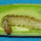 Pod Borer_Benevia_Prevathon 5SC_Steward 3-WDG_Ammate 15EC_Insect Control_Insecticide