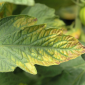 Potassium Fertilizer_Fertilizer