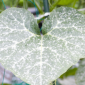 Powdery Mildew_Gezeko 75WG_Fungicide_Disease Control