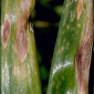Purple Blotch_Tizca_Gezeko 75WG_Fungicide