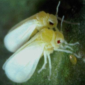 Whitefly_Benevia_Insecticide_Insect Control