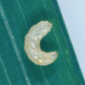 Whorl Maggots_Rice_Palay_Kanin_Insecticide_Marshal 200SC