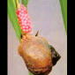 Golden Apple Snail (GAS)_Kuhol_Palay_Rice_Bigas_Battalion