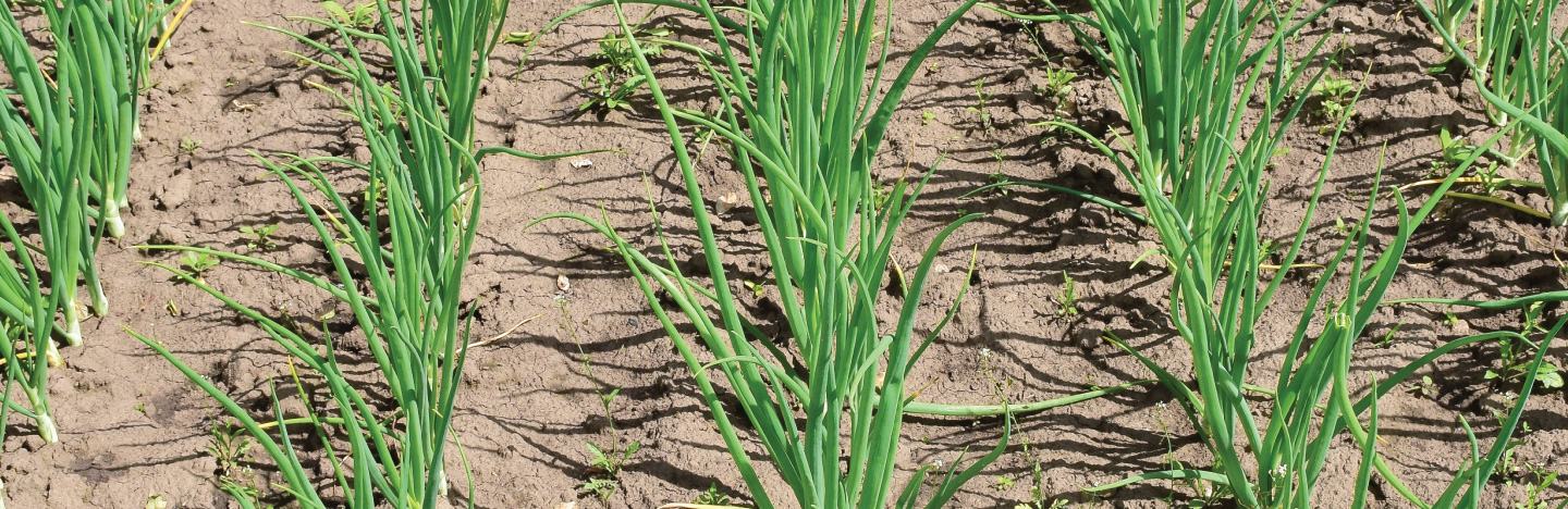 Shallot Plant