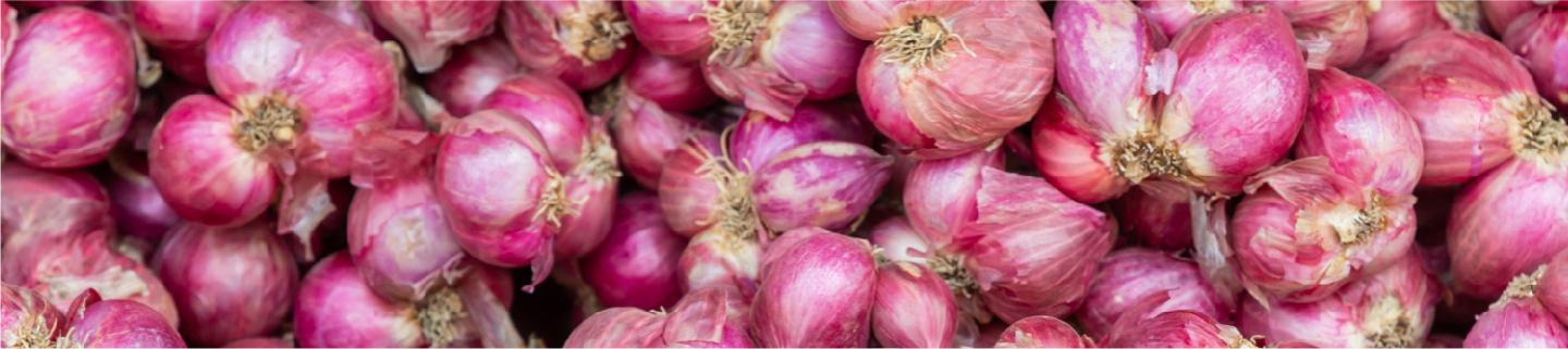 Shallot Plant