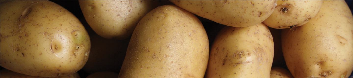 Potato plant