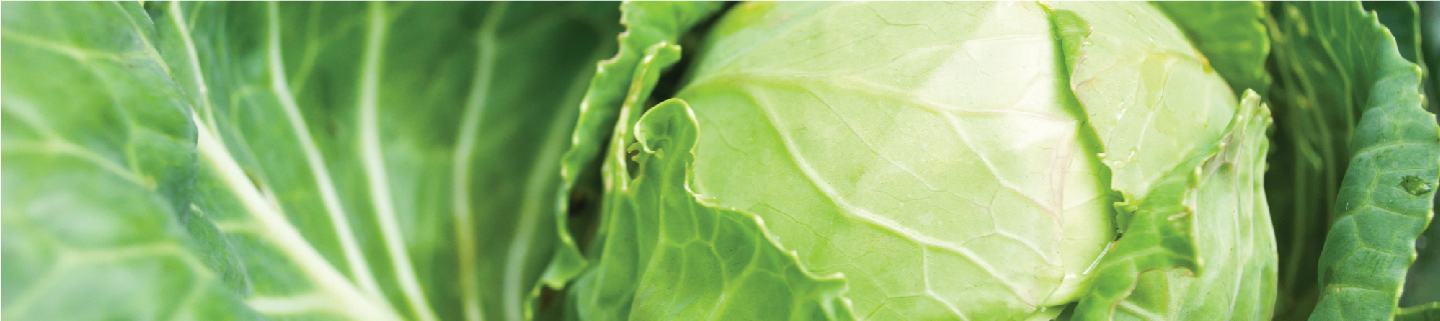 Cabbage plant