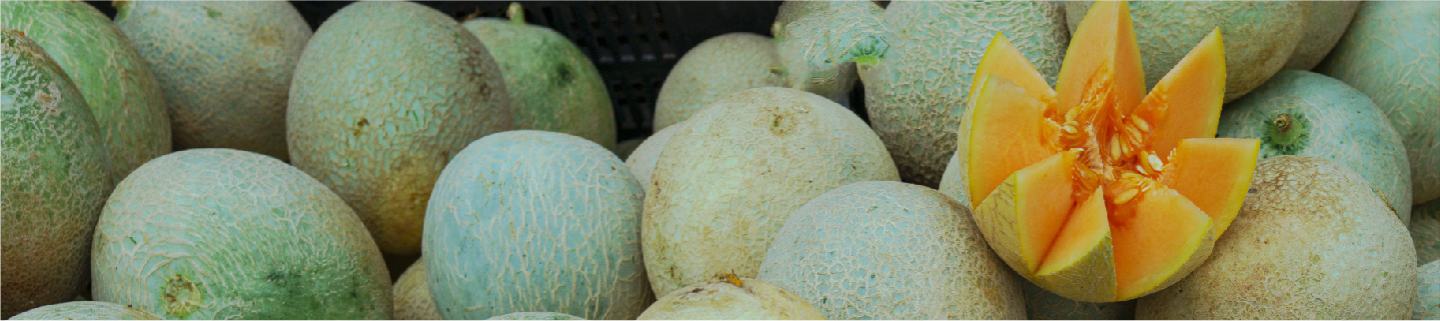 Melon
