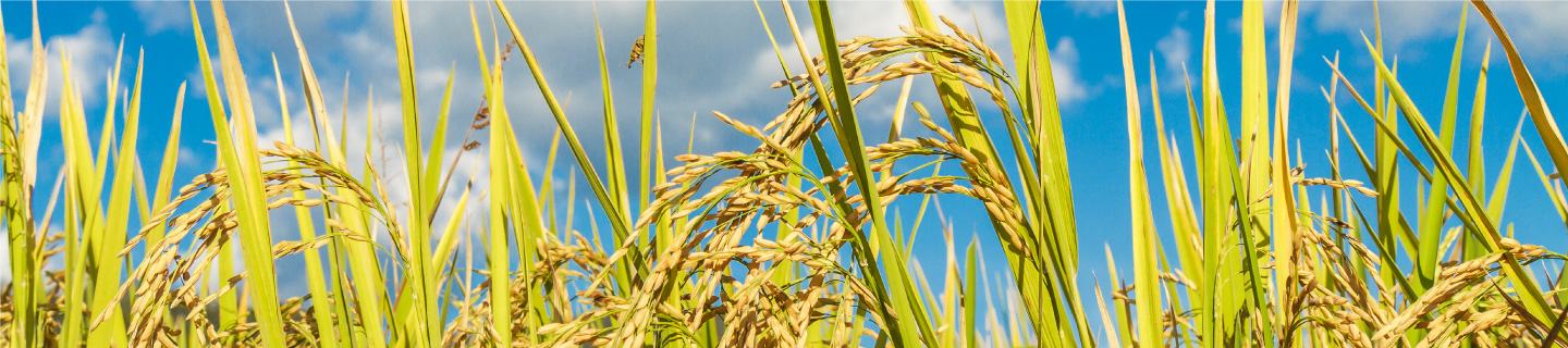 Rice plant