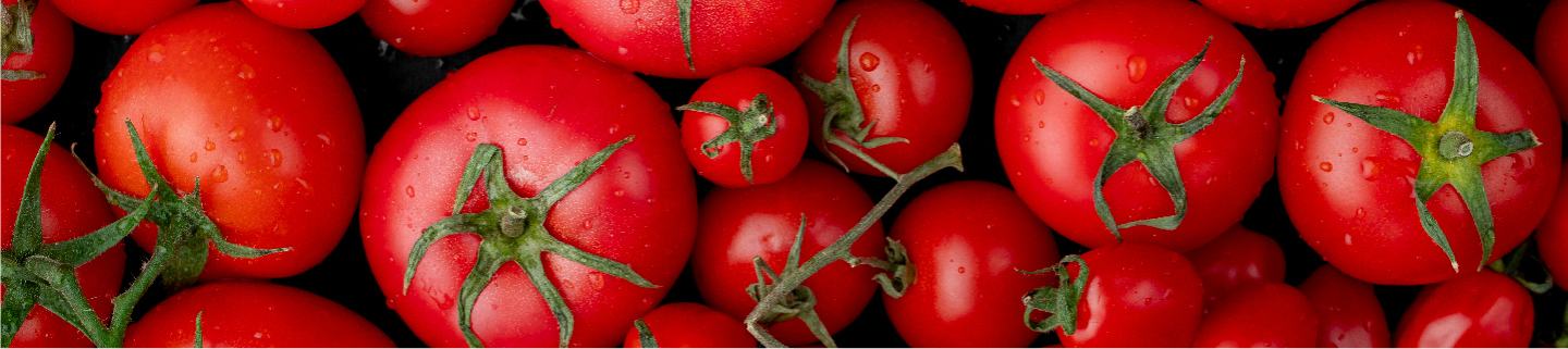 Healthy tomatoes