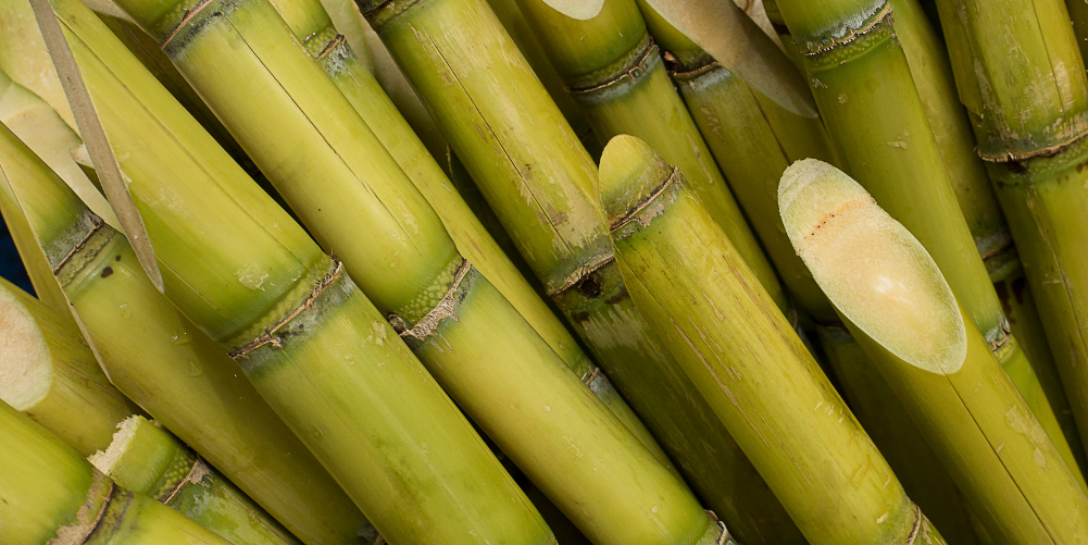 Sugarcane