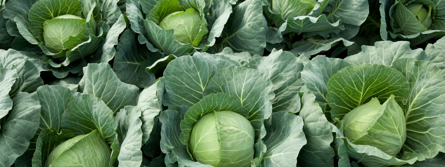 Cabbage