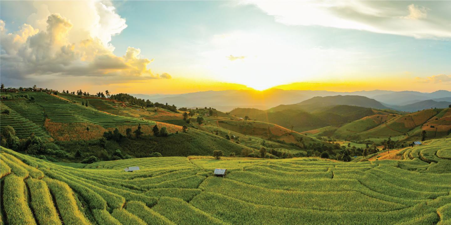 agricultural fields