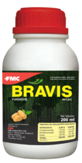 Bravis