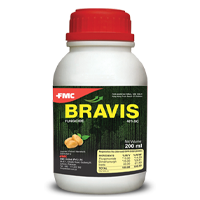 bravis