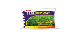 Hoopo