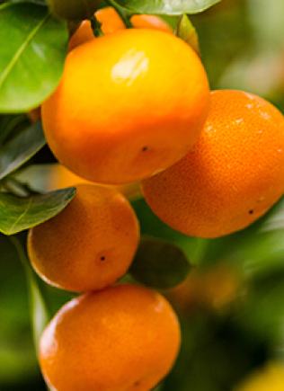 citrus