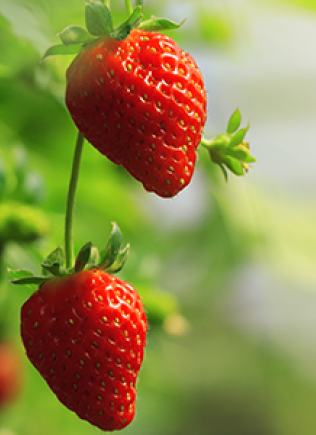Strawberry