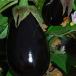 Eggplant