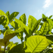 Tobacco
