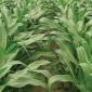 row crops