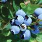 berries