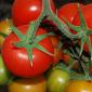 tomato greenhouse