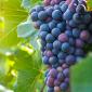 grapes