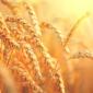 wheat