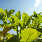 Tobacco