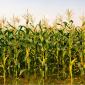 Corn