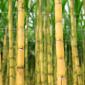 sugarcane